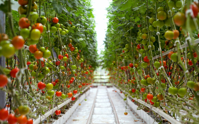 greenhouse crop simulation